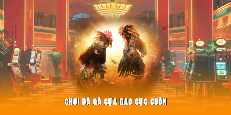 quy định cược đá gà