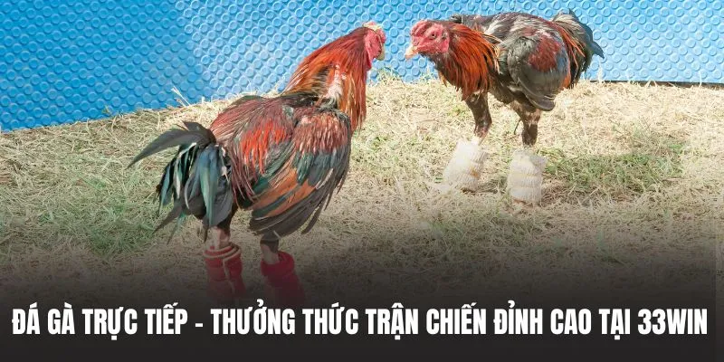 mu88 và 33win là những sảnh đá gà uy tín