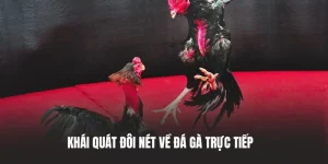 đá gà trực tiếp là gì