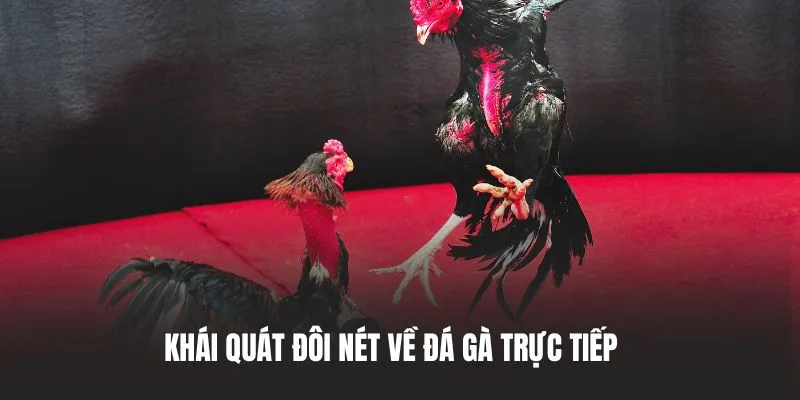 đá gà trực tiếp là gì