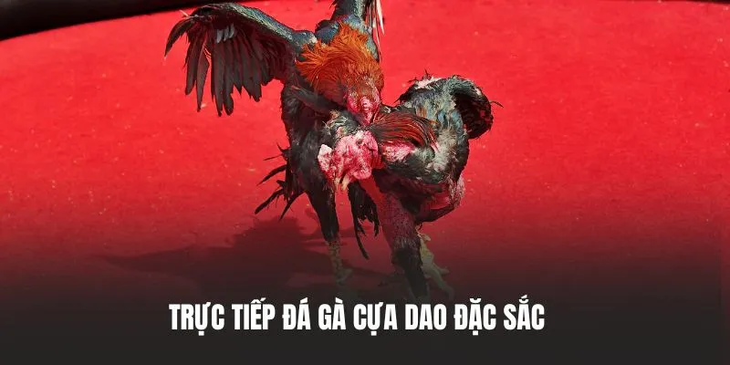 các nền tảng đá gà trực tiếp